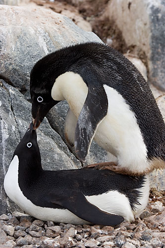 Adelie Penguins