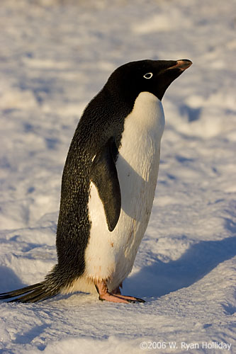 Adelie Penguin
