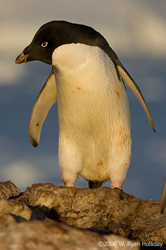 Adelie Penguin on Peterman Island