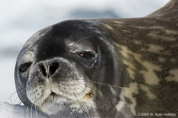 Weddell Seal