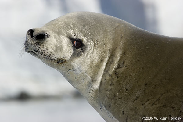 Crabeater Seal