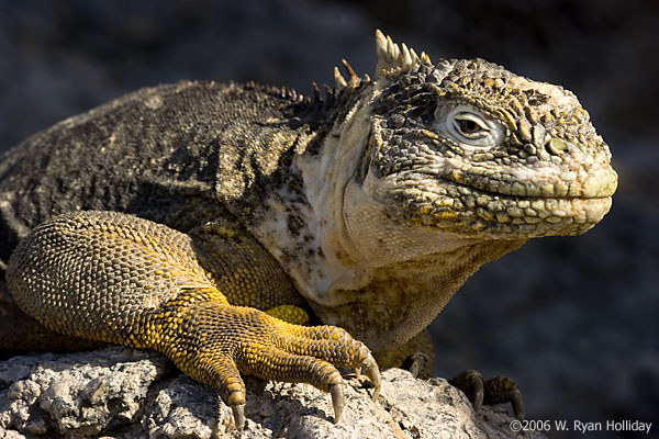 Land Iguana