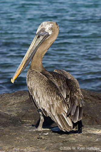 Pelican