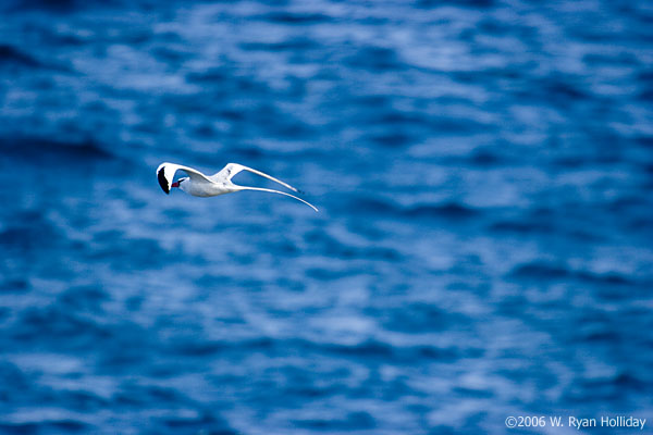 Red-Billed Tropic Bird