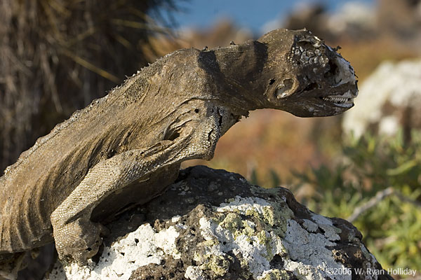 Dead Land Iguana