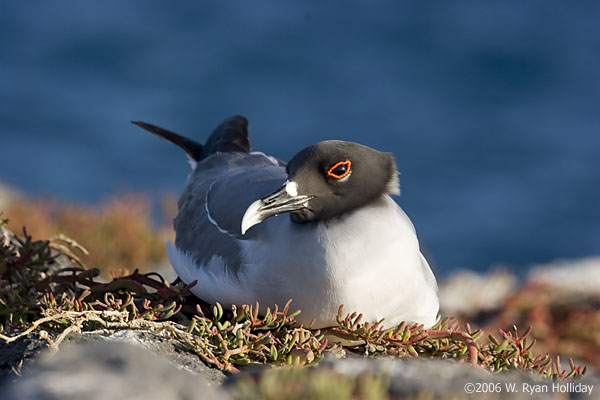 Swallow-Tailed Gull