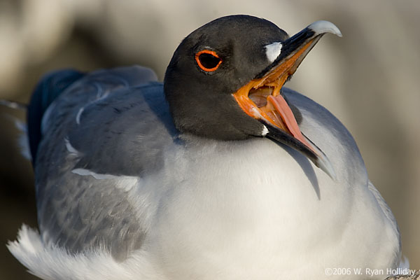 Swallow-Tailed Gull