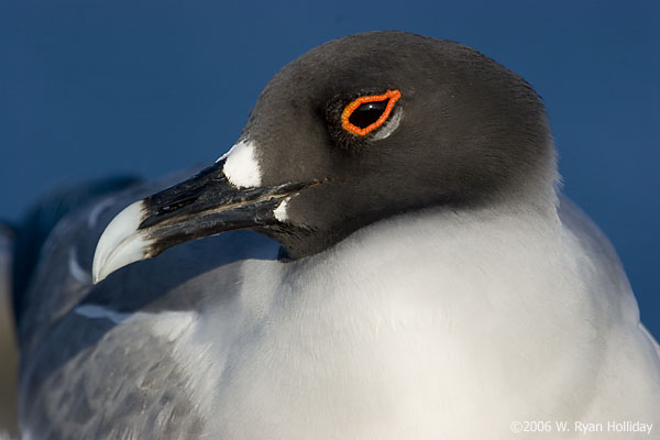 Swallow Tail Gull