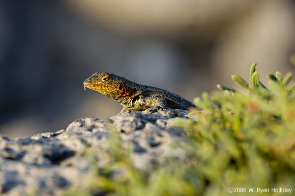 Lava Lizard