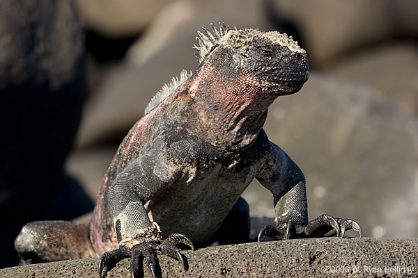 Marine Iguana