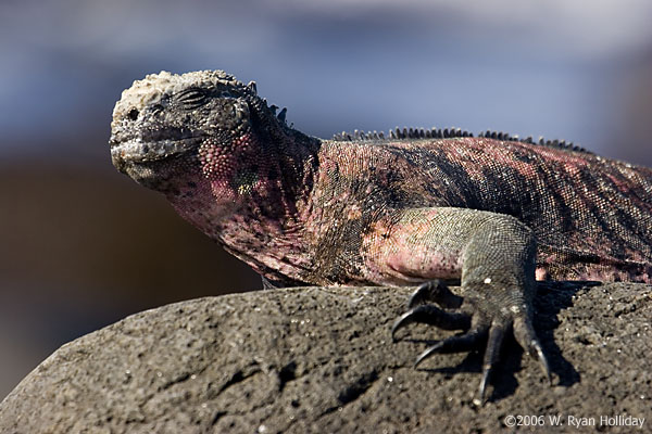 Marine Iguana