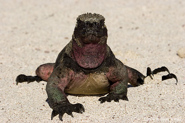 Marine Iguana