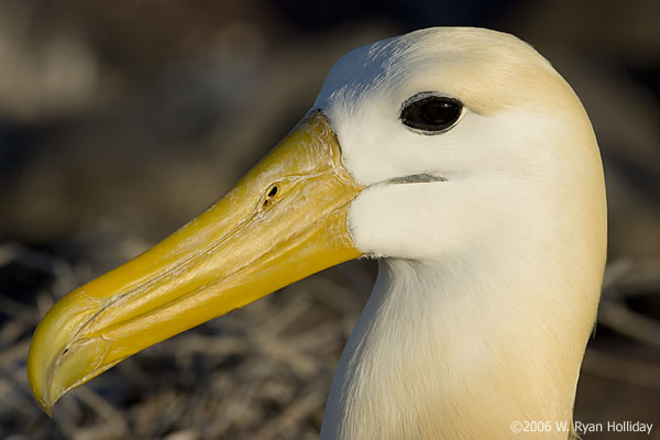 Waved Albatross