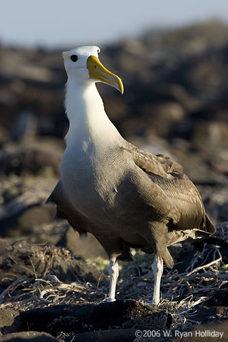 Waved Albatross