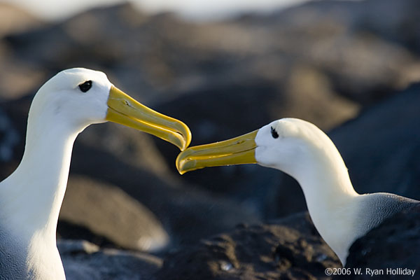 Waved Albatrosses