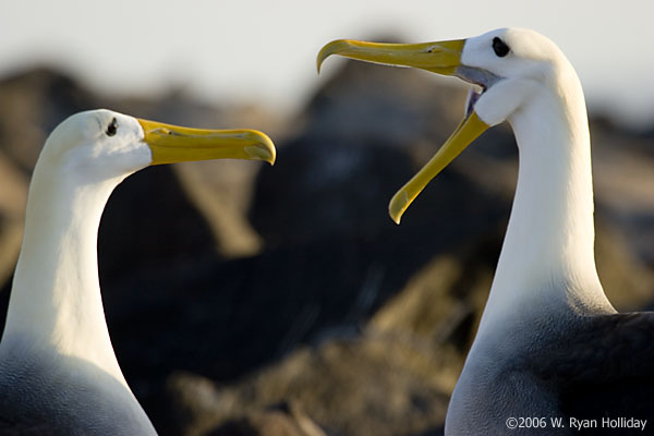 Waved Albatrosses