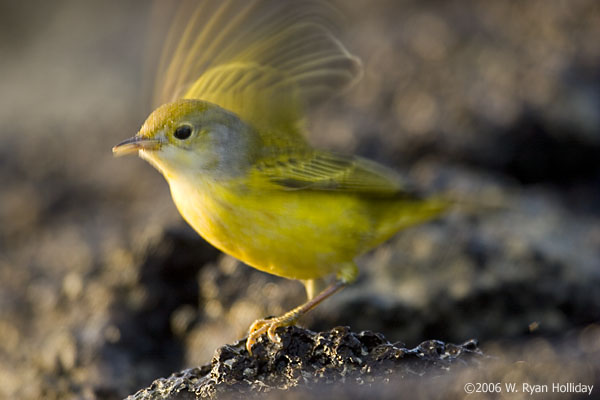 Yellow Warbler