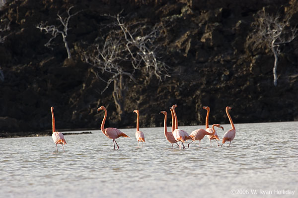 Flamingos