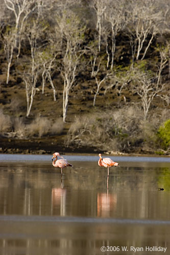 Flamingos