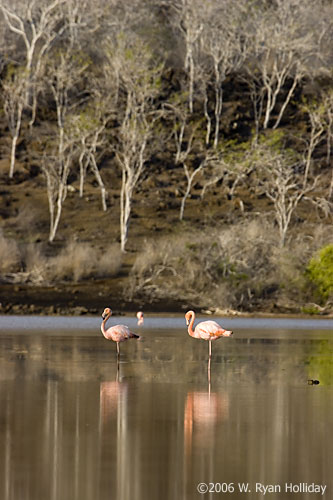 Flamingos