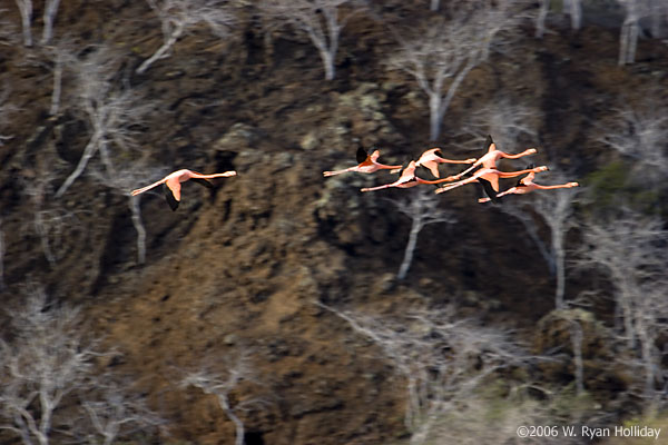 Flamingos