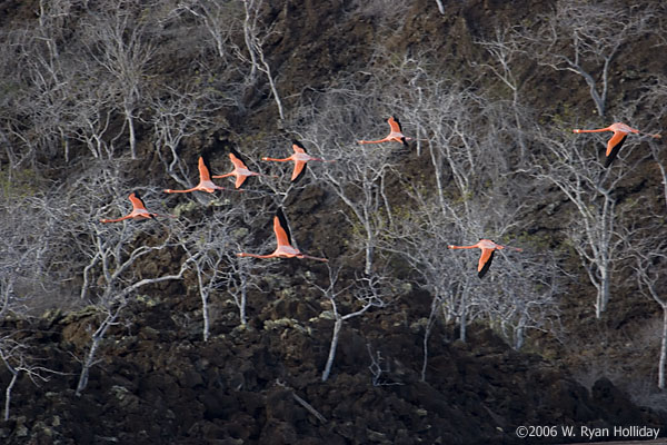 Flamingos