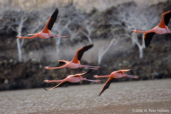 Flamingos