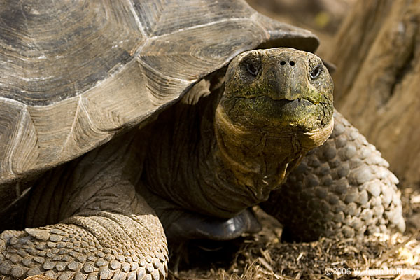 Giant Tortoise