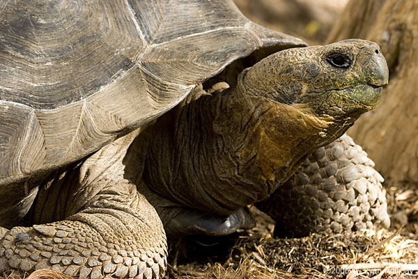 Giant Tortoise