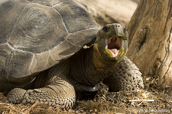 Giant Tortoise