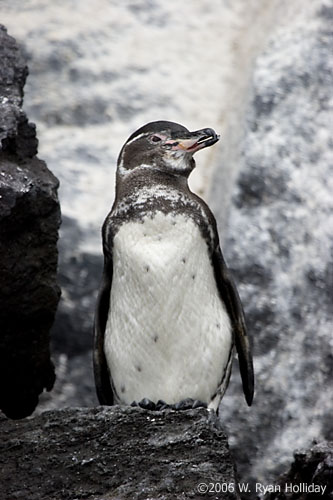 Galapagos Penguin