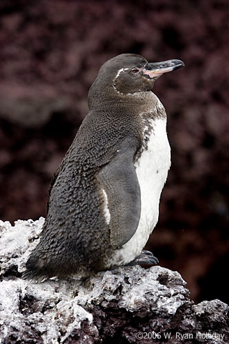 Galapagos Penguin