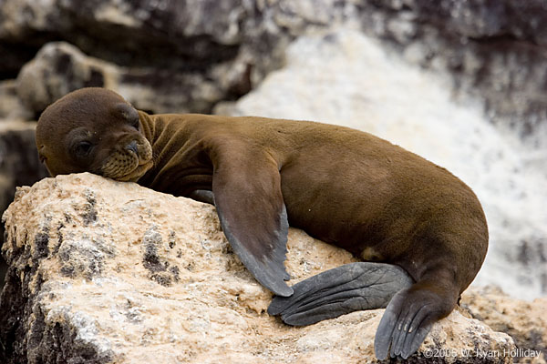 Sea Lion