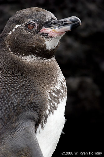 Galapagos Penguin in Elizabeth Bay