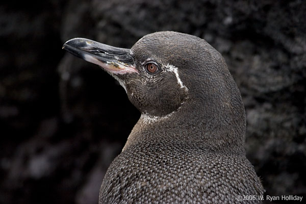 Galapagos Penguin