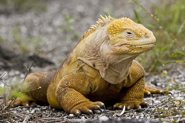 Land Iguana