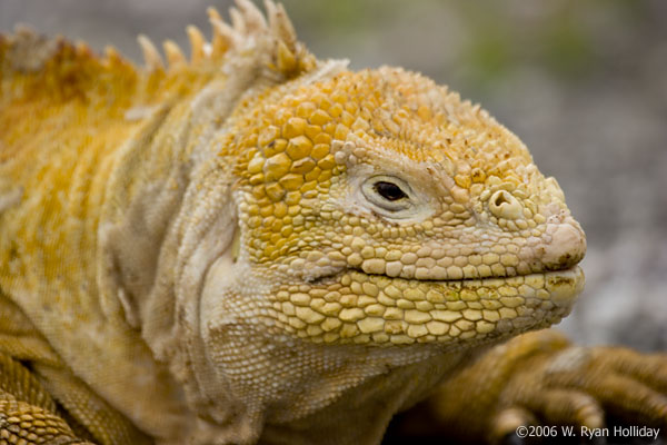 Land Iguana