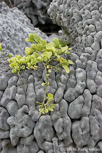 Uplifted Coral Head