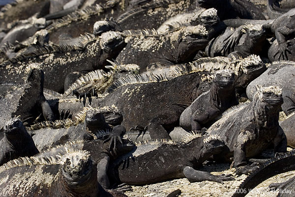 Marine Iguanas