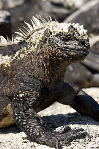 Marine Iguana