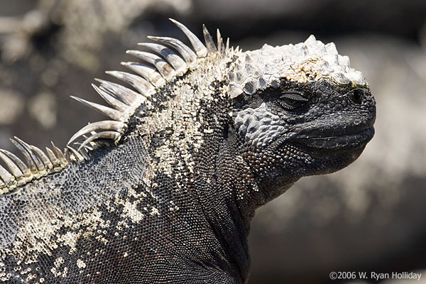 Marine Iguana