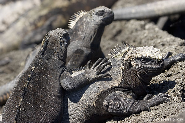 Marine Iguanas