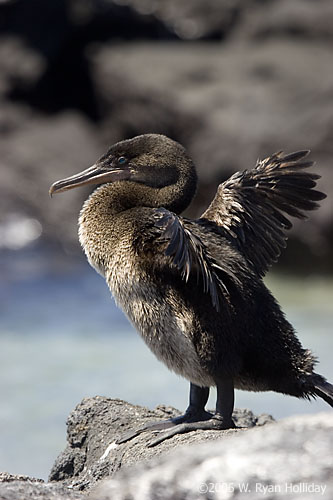 Flightless Cormorant