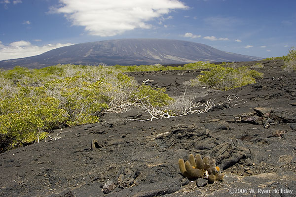 Fernandina Volcano