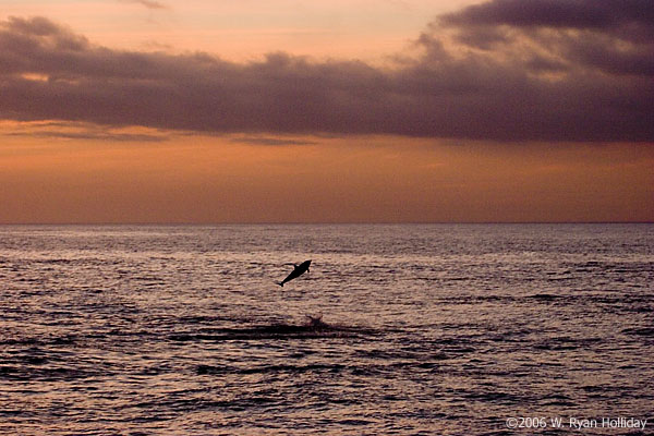 Common dolpin near Isabela Island