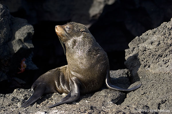 Fur Seal