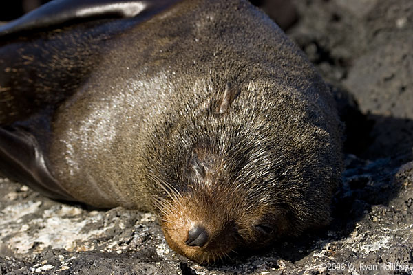 Fur Seal