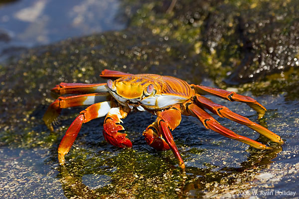 Sally Lightfoot Crab