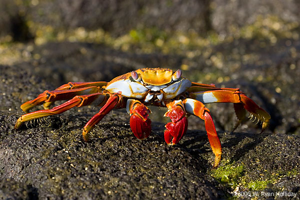 Sally Lightfoot Crab