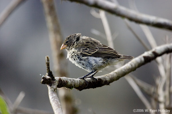 Finch